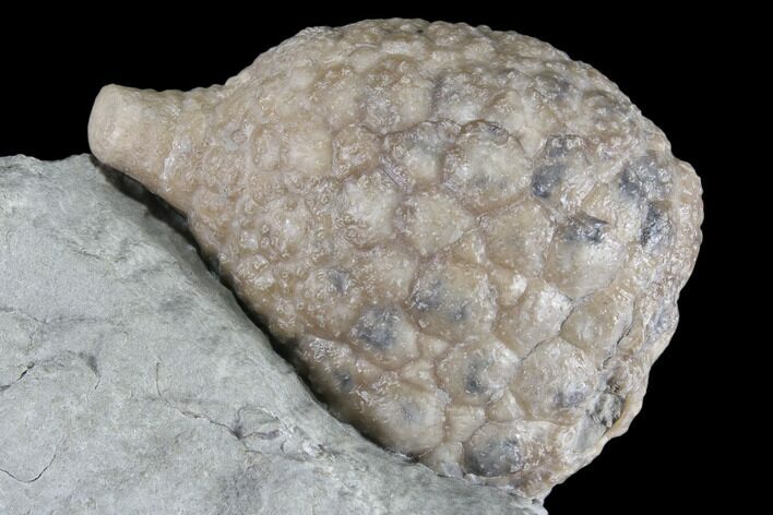 Cystoid Fossil (Holocystites) on Rock - Indiana #85696